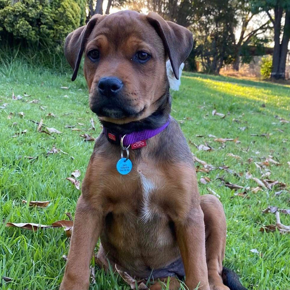 Chrissy - Medium Female Rottweiler x Mixed Breed Mix Dog in WA - PetRescue