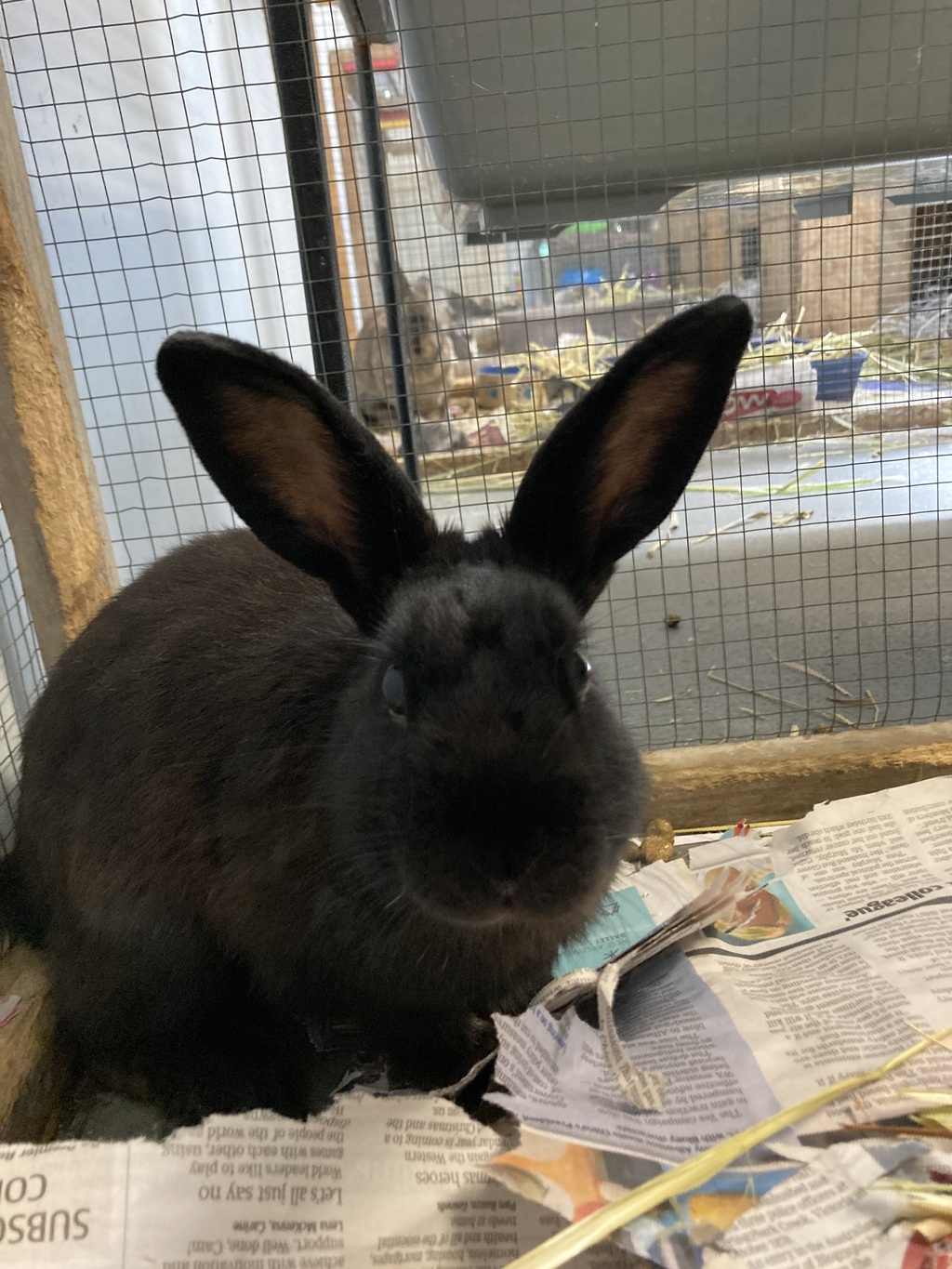 Quesadilla - Male Bunny Rabbit Mix Rabbit in WA - PetRescue