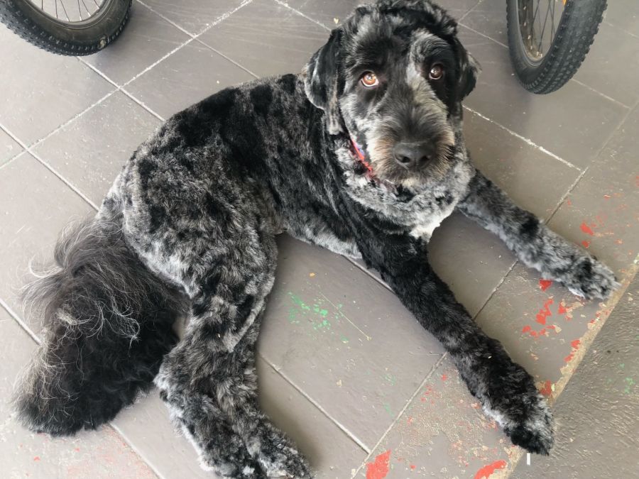 Max Large Male Labradoodle Dog in QLD PetRescue