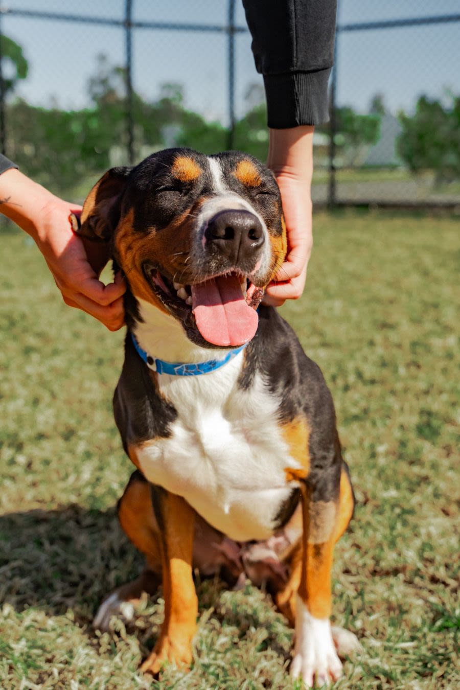 qualifications for forcefree dog trainers PetRescue