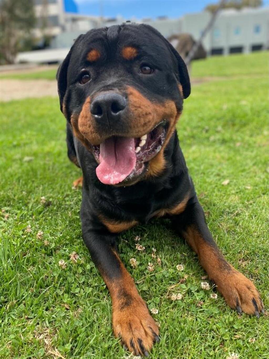Rottweiler rescues 2025 near me