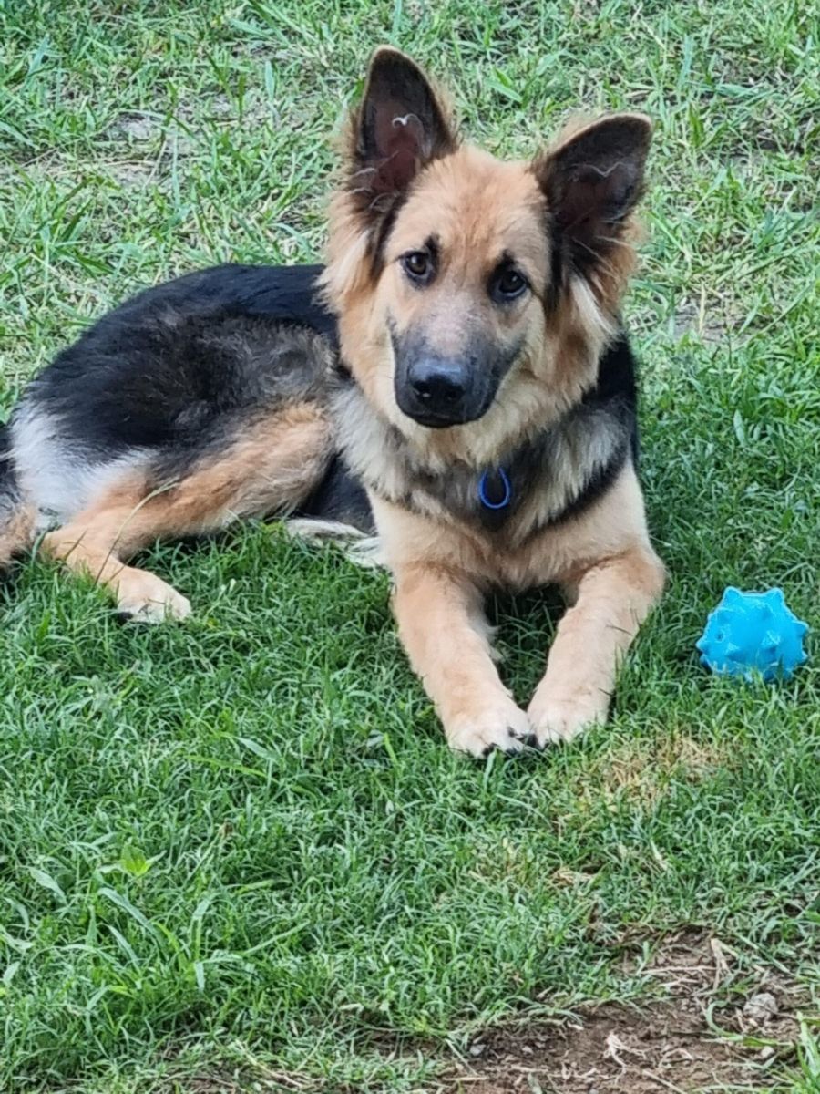 Female german shepherd mix 2025