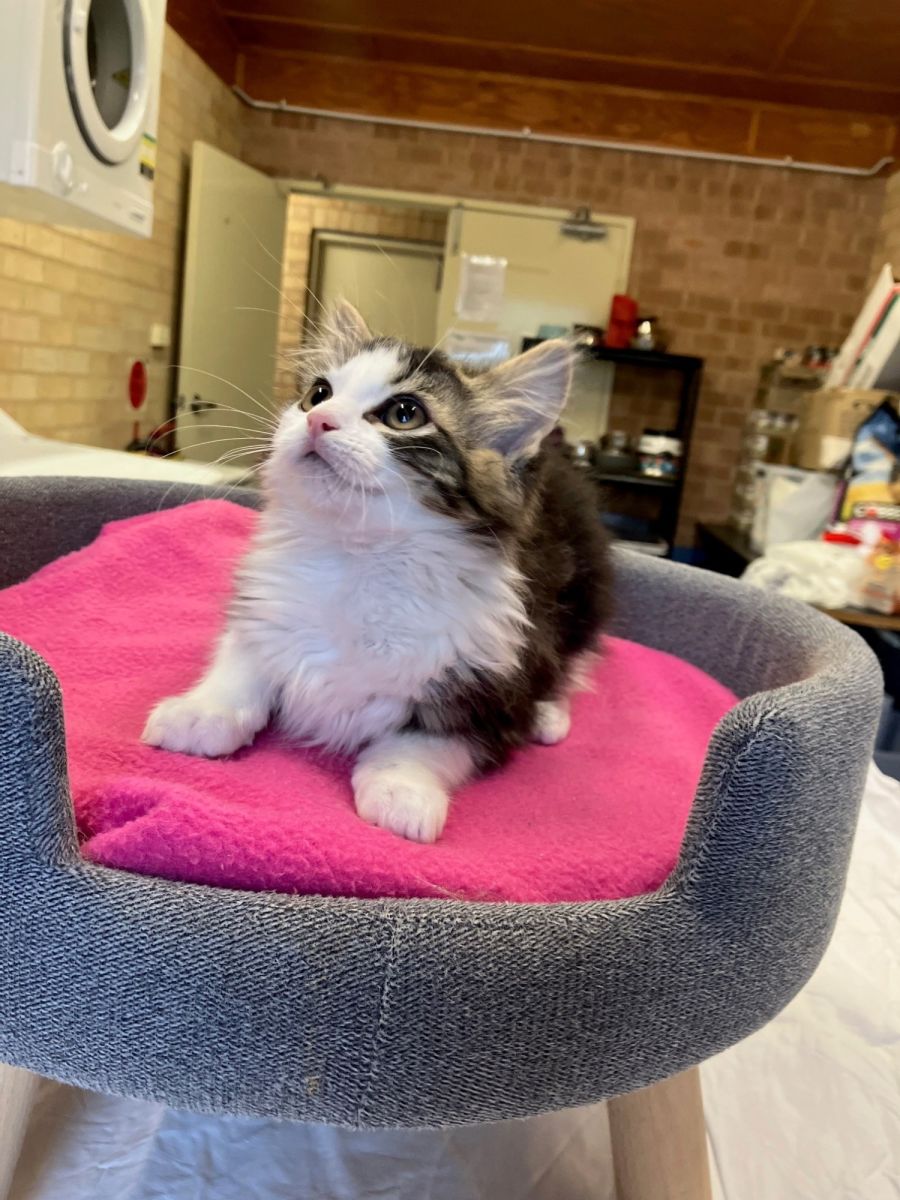 Kate Female Domestic Long Hair Cat In NSW PetRescue kate-female-domestic-long-hair-cat-in-nsw-petrescue