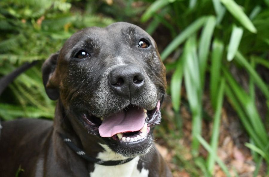 Marley - Medium Female American Staffordshire Terrier Mix Dog in NSW ...