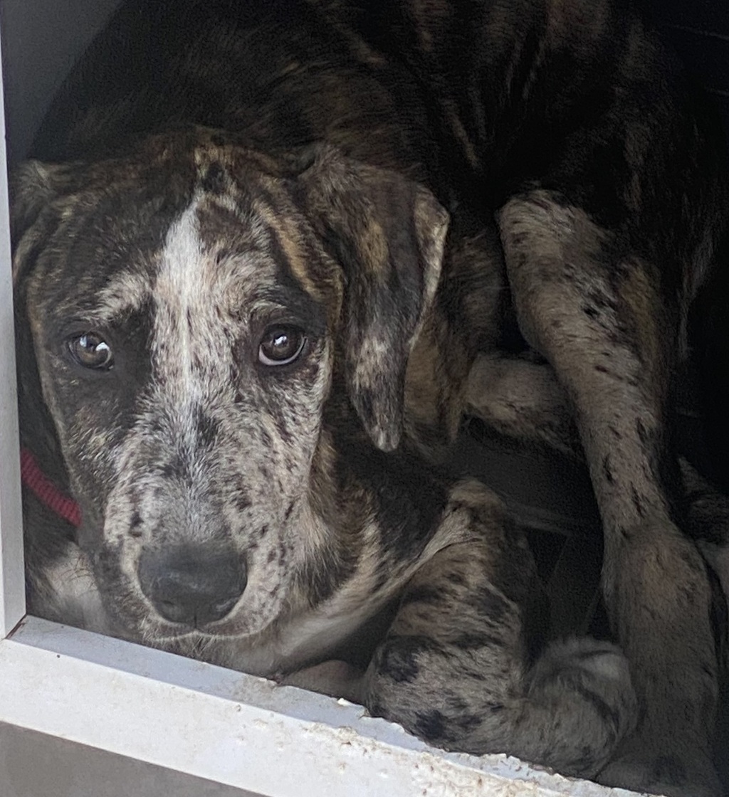 Percephony Rescued Persephone - Large Female Bull Arab x Catahoula Mix Dog in VIC - PetRescue