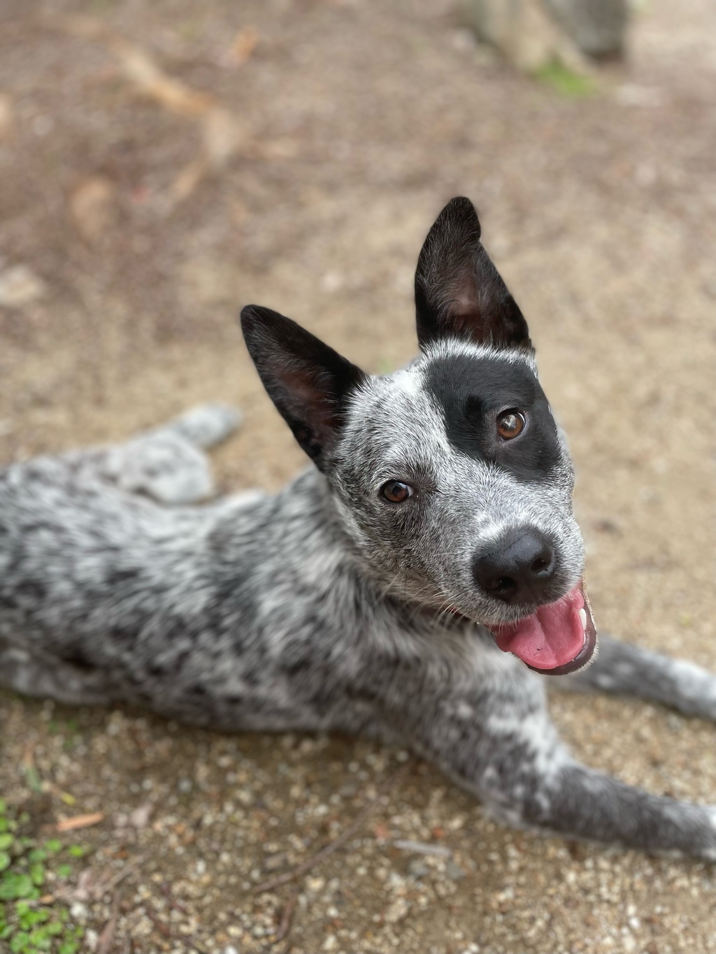 Bluey Medium Male Australian Stumpy Cattle Dog Mix Dog in NSW PetRescue Bluey Medium Male Australian Stumpy Cattle Dog Mix Dog in NSW PetRescue