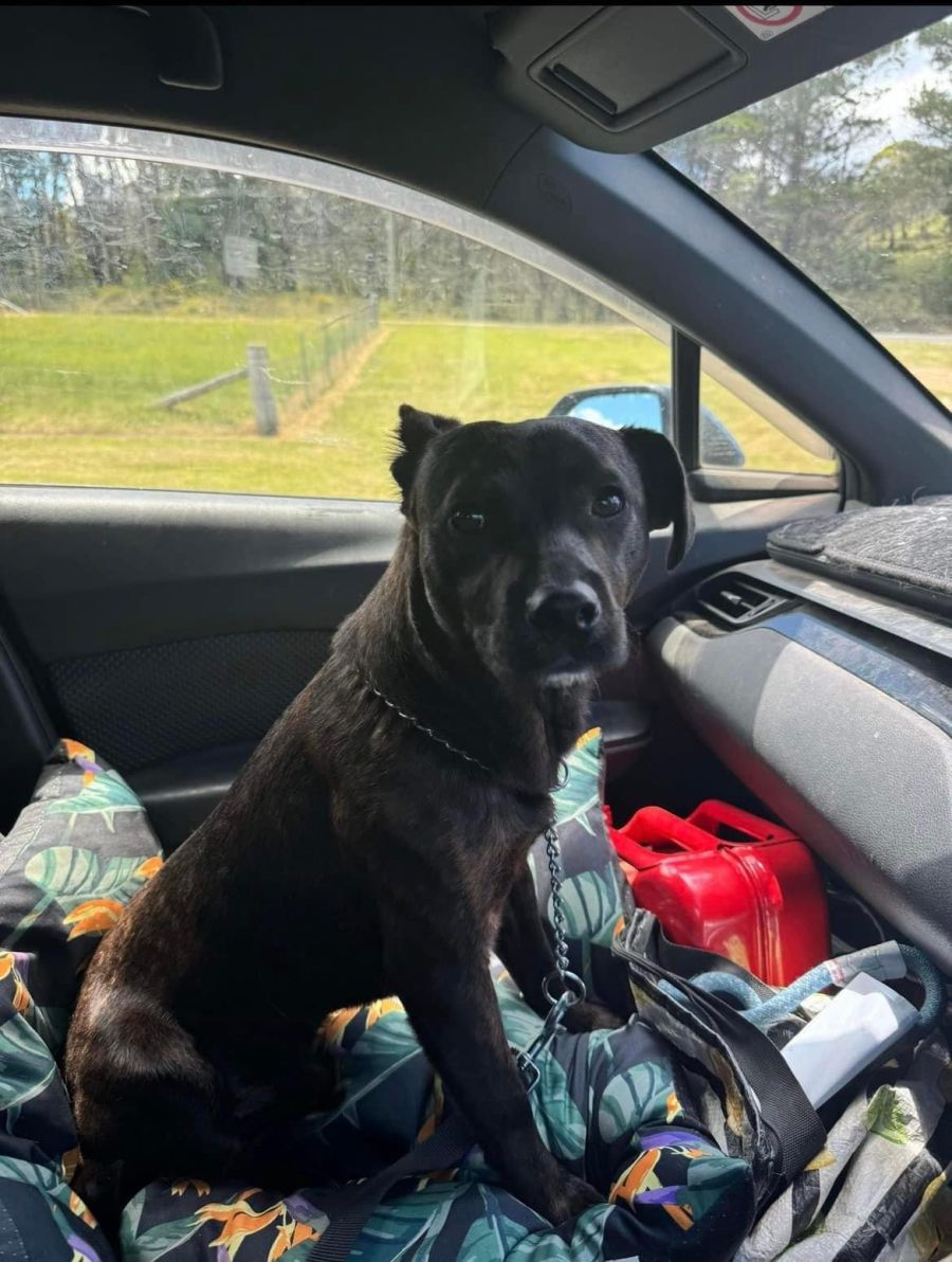 Guardian Angels Animal Rescue Incorporated PetRescue