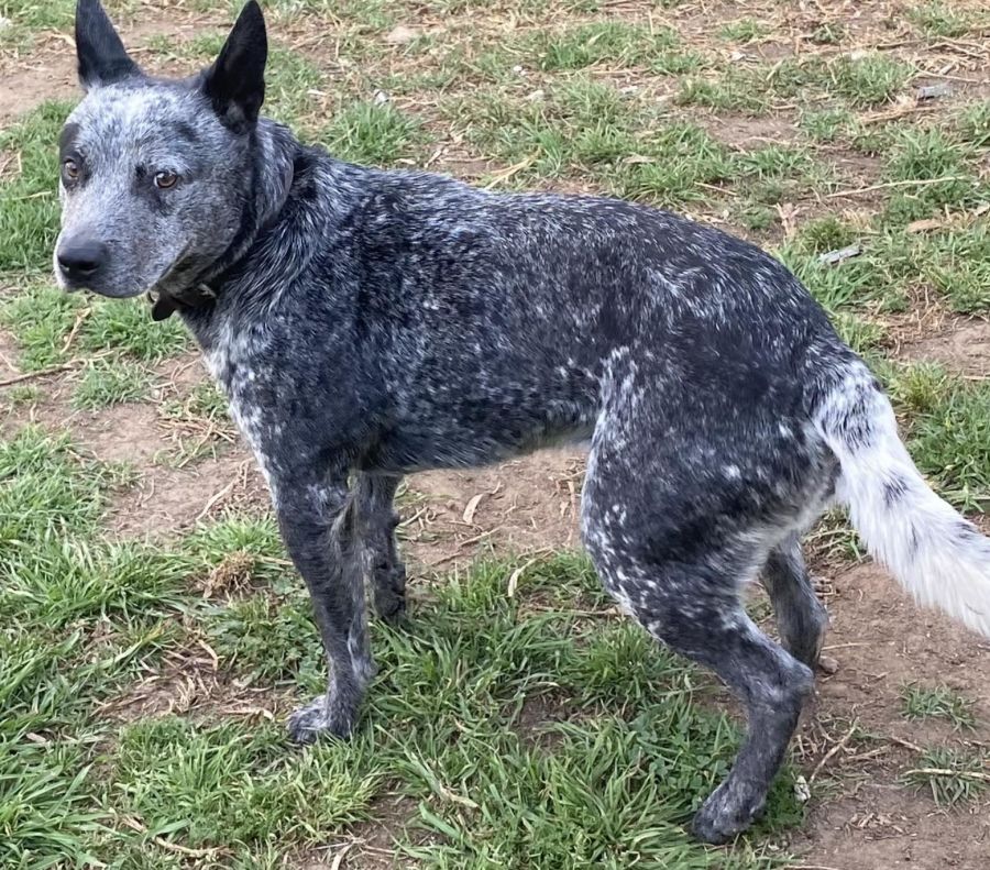 Bluey Medium Male Australian Cattle Dog Dog in NSW PetRescue