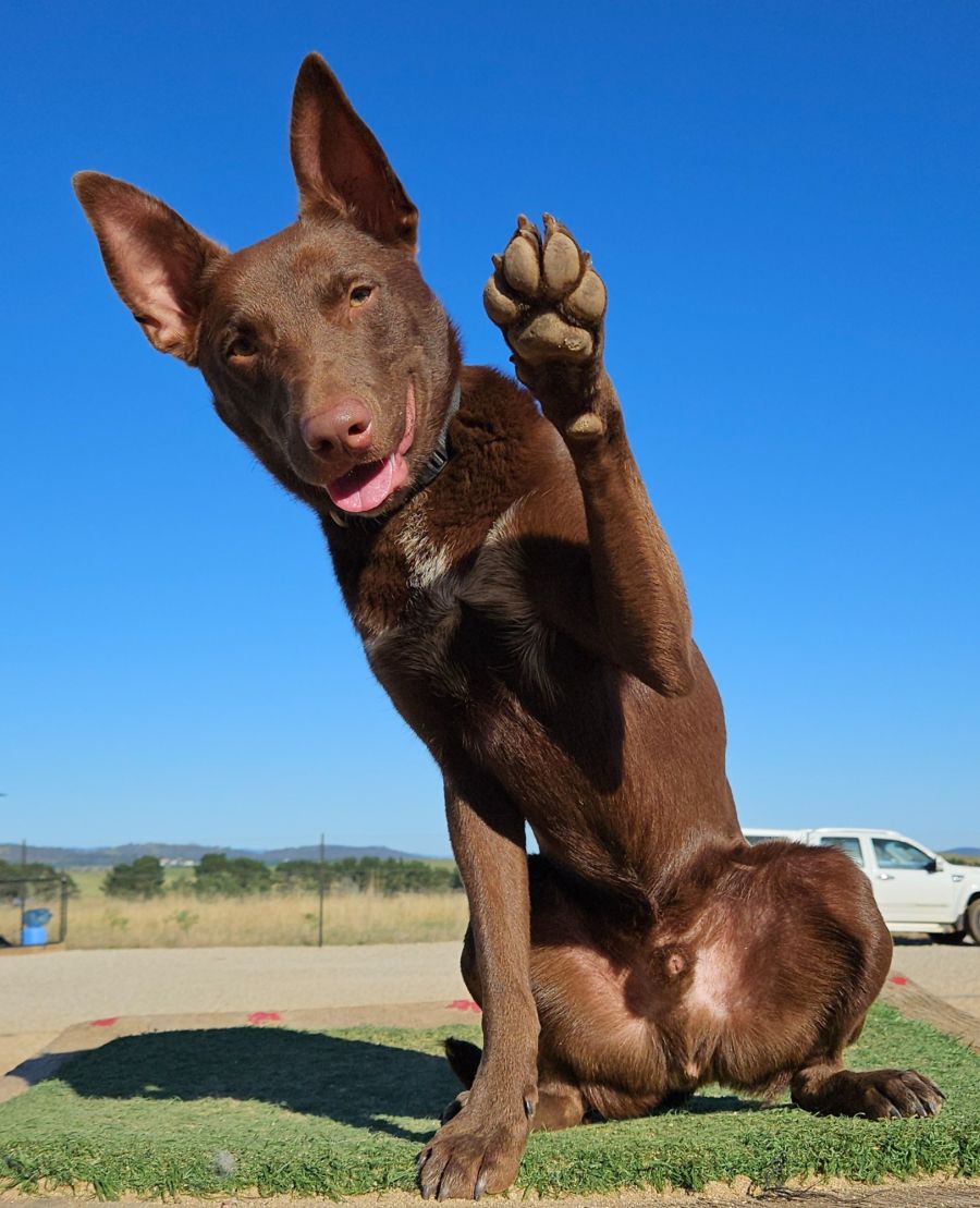 Otto Medium Male Koolie x Kelpie Mix Dog in ACT PetRescue