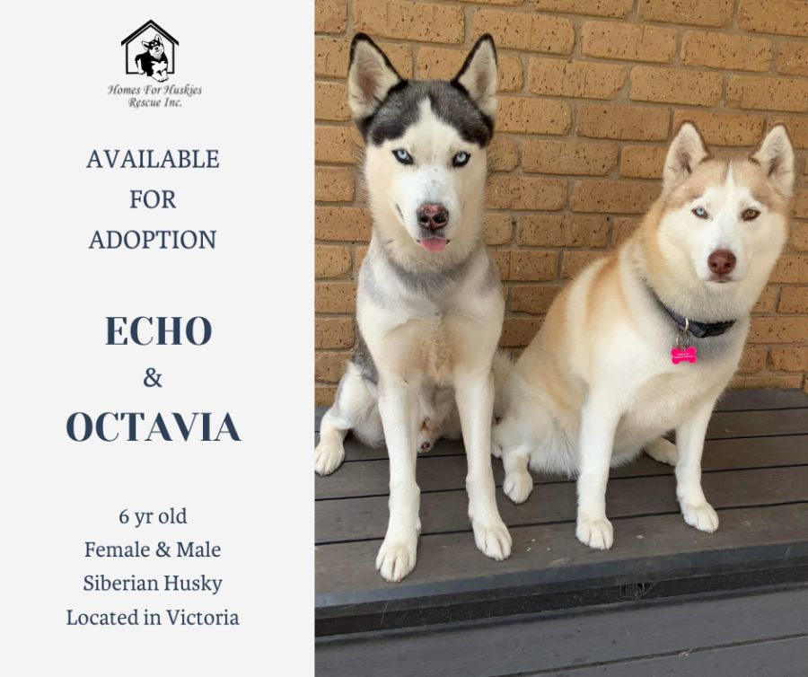 Cheap huskies on sale for adoption