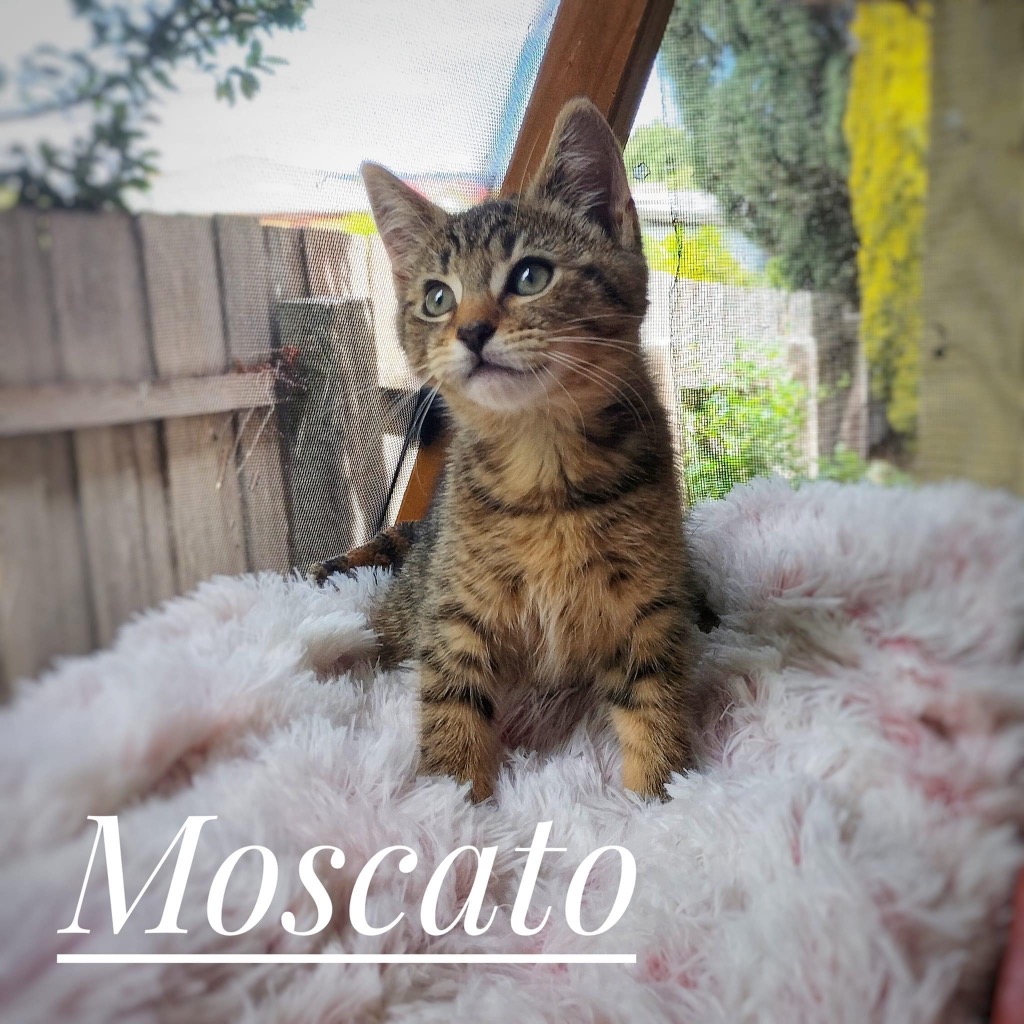 Moscato for cheap cats