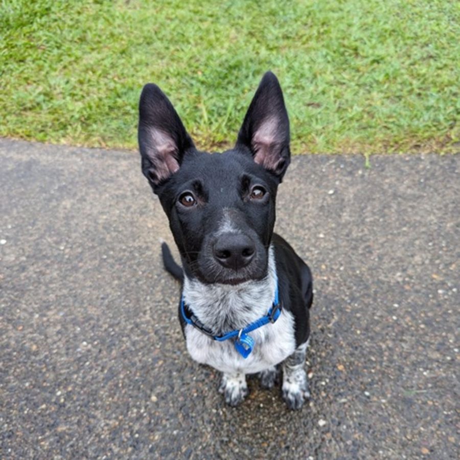 Shirley Medium Female Kelpie x Australian Cattle Dog Mix Dog in QLD PetRescue