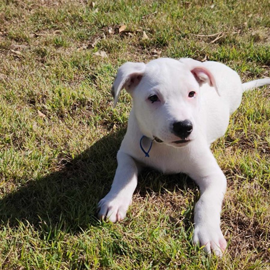 Togo Medium Male Staffy Mix Dog in QLD PetRescue
