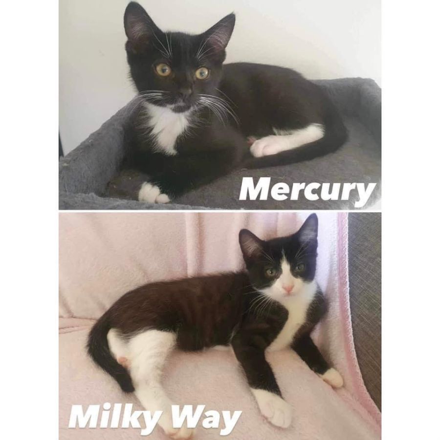 Zeep Cat 9981/4 - Mercury & Milky Way - Female Domestic Short Hair Cat in WA ...