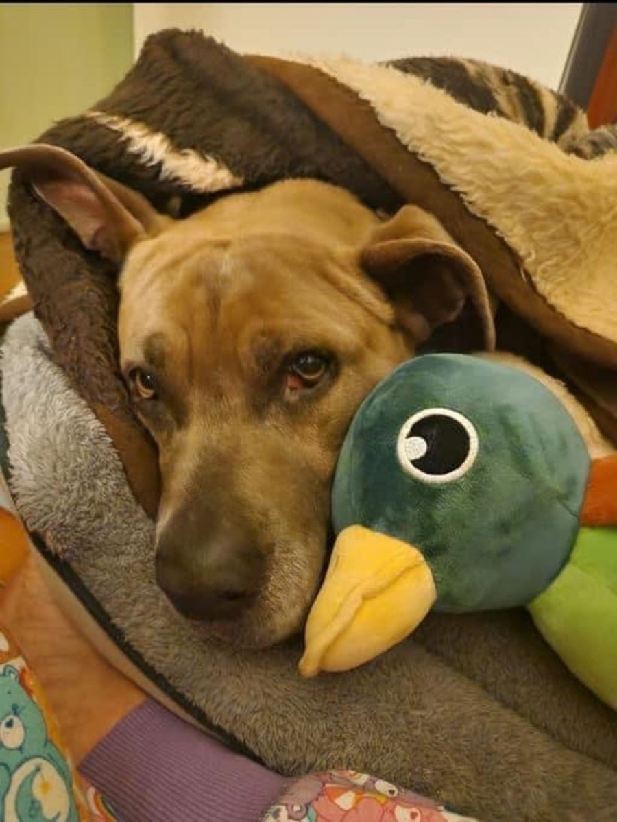 Guardian Angels Animal Rescue Incorporated PetRescue