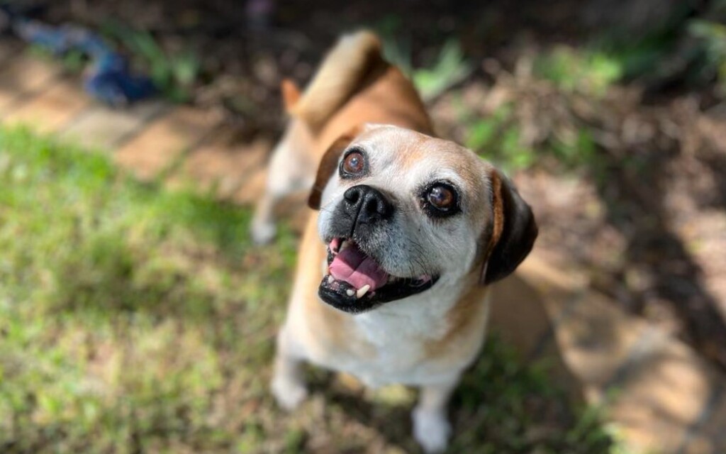 Carl Fredricksen Small Male Pug Mix Dog in VIC PetRescue