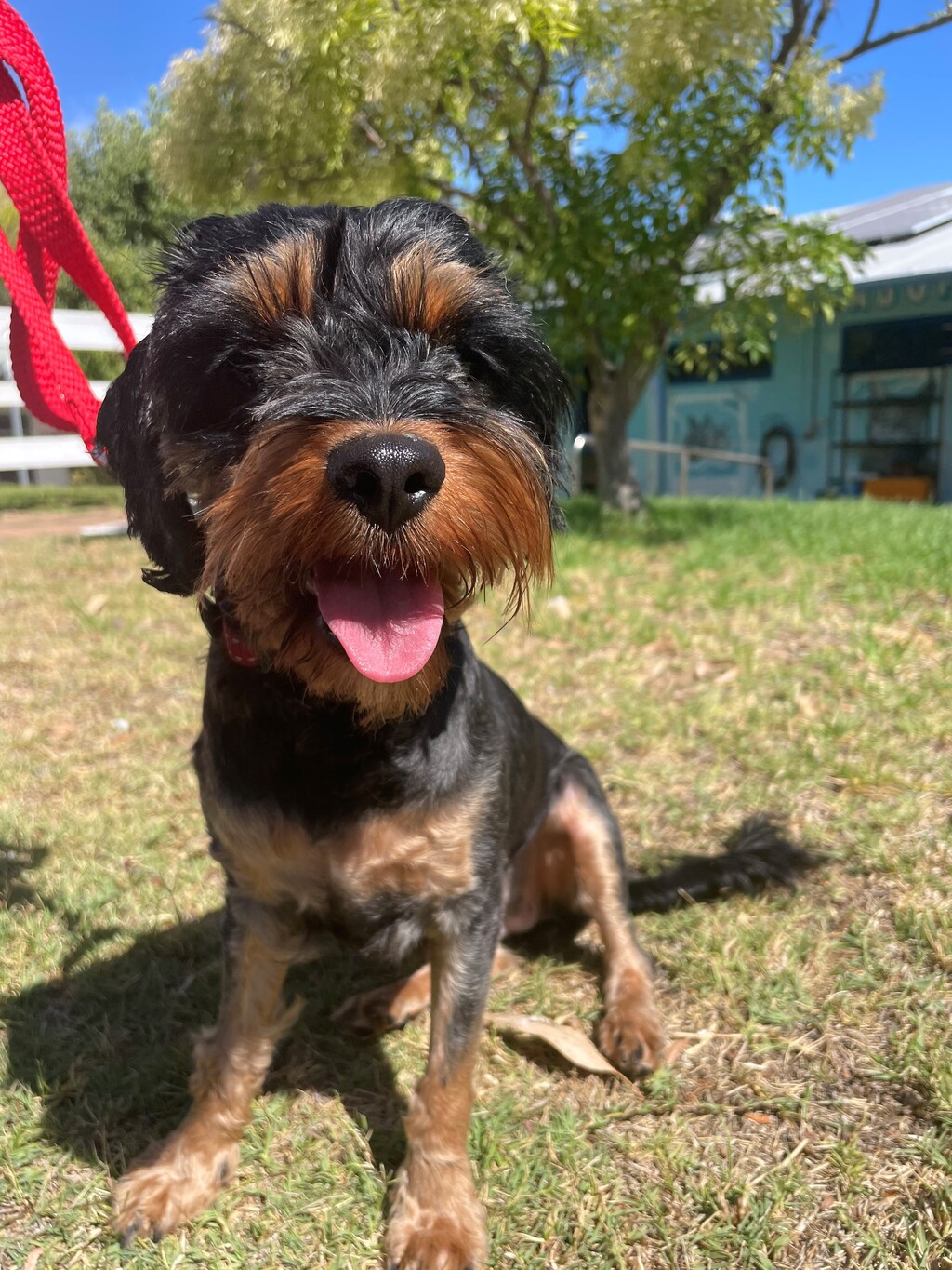 cavalier king charles spaniel rescue florida