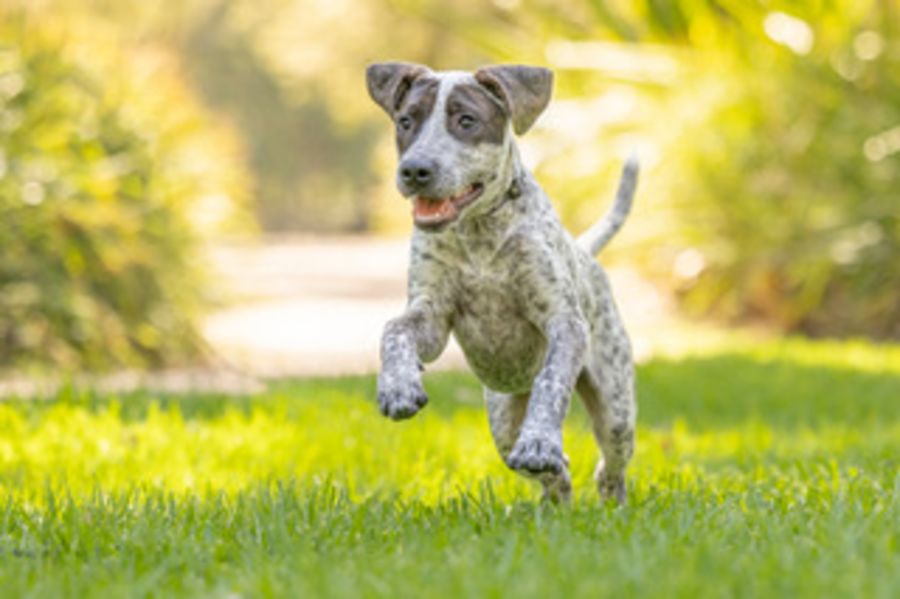 Blue 5 Month Old Cattle Dog X Medium Male Cattle Dog Mix Dog In NSW blue-5-month-old-cattle-dog-x-medium-male-cattle-dog-mix-dog-in-nsw