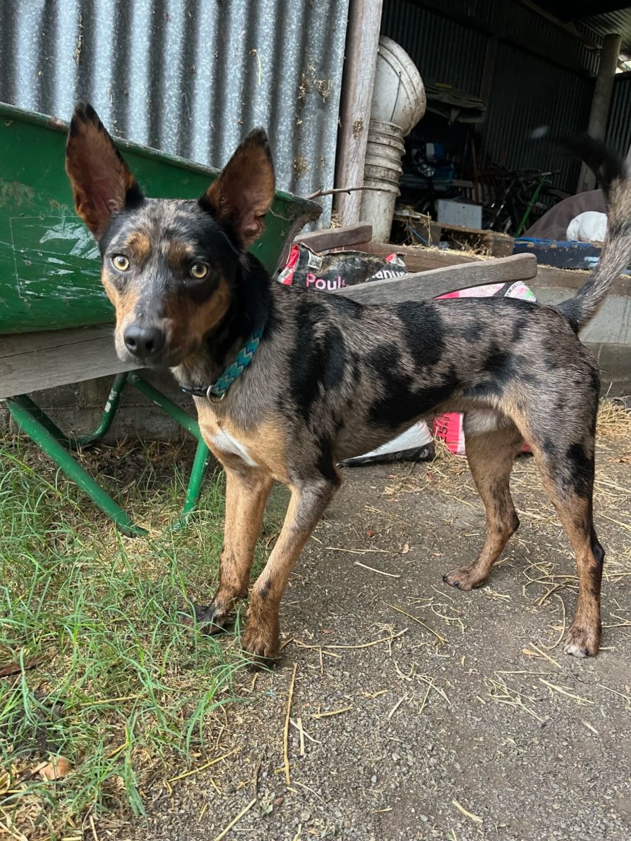 Roy Medium Male Koolie x Kelpie Mix Dog in NSW PetRescue
