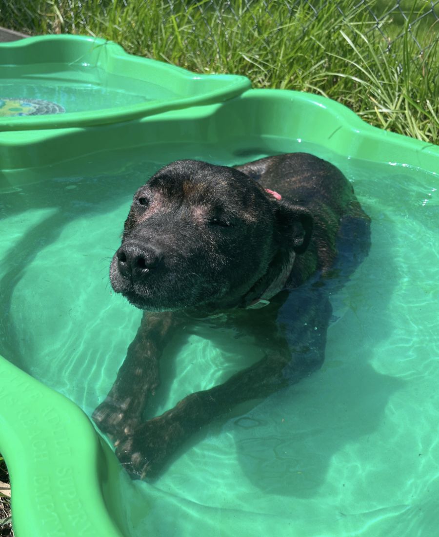 Mornington Peninsula Community Animal Shelter PetRescue