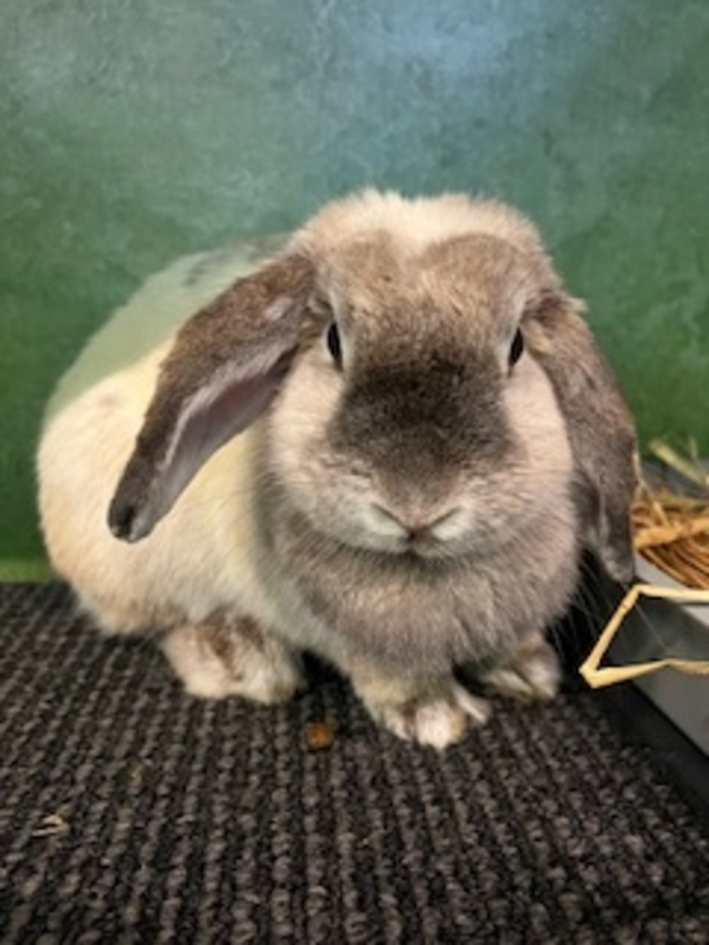 Blueberry - Female Mini Lop Mix Rabbit in VIC - PetRescue