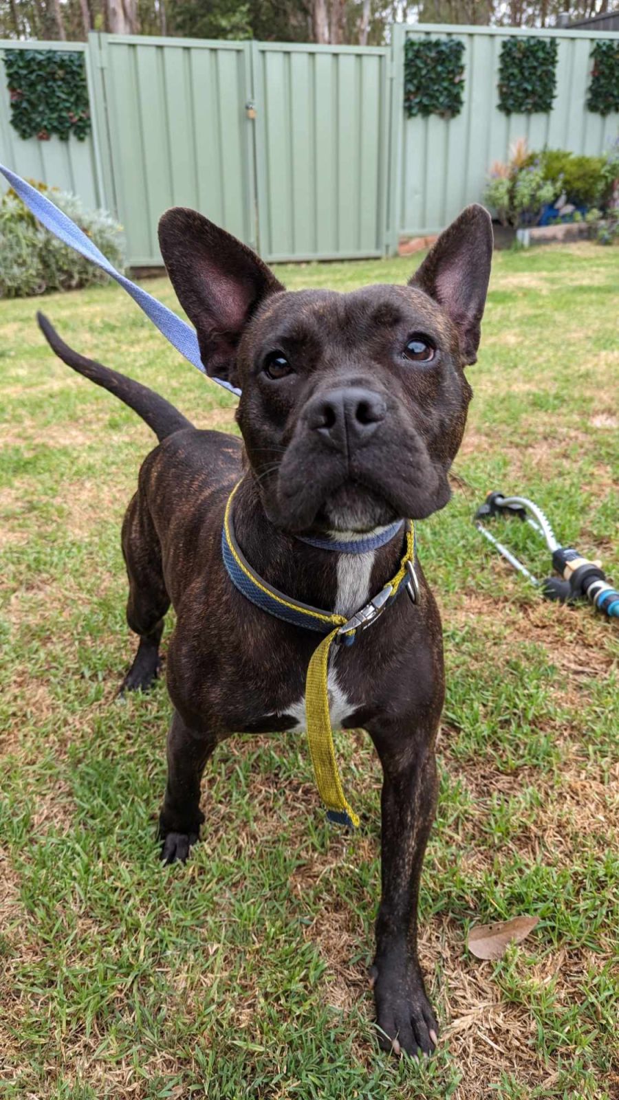 Ziggy Medium Female French Bulldog x Staffy Mix Dog in NSW PetRescue