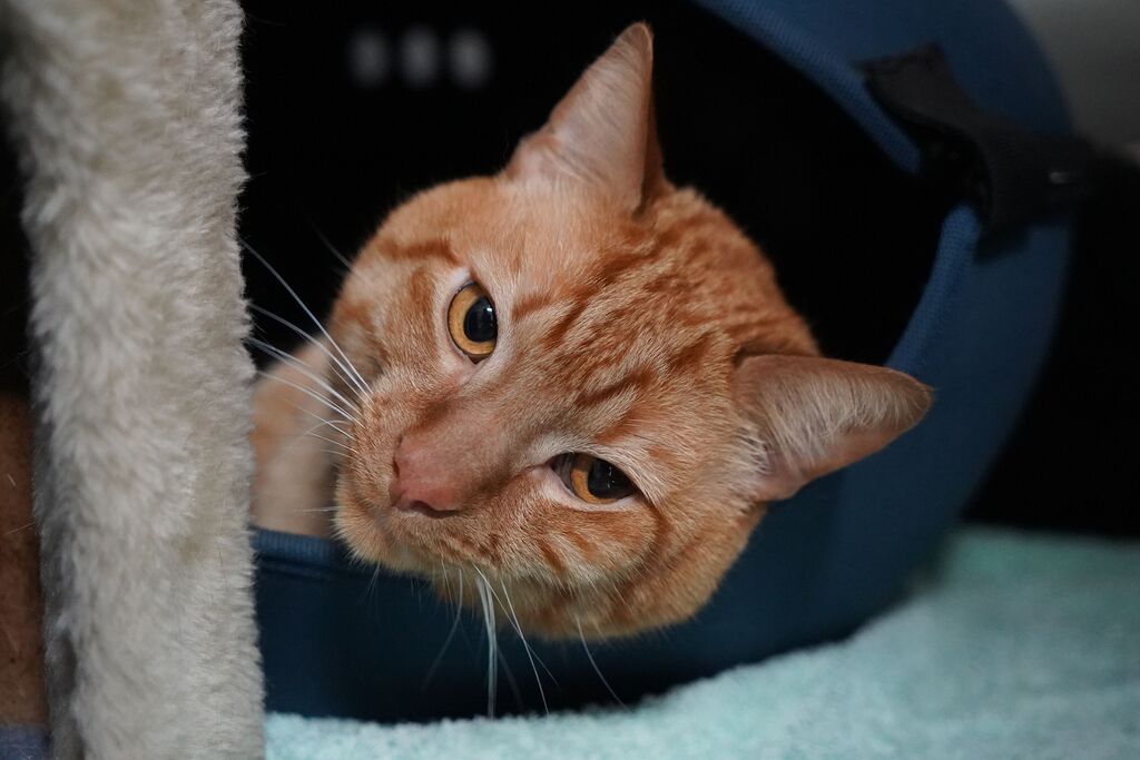 Franklin Male Domestic Short Hair Cat In ACT PetRescue Franklin Male Domestic Short Hair Cat In ACT PetRescue