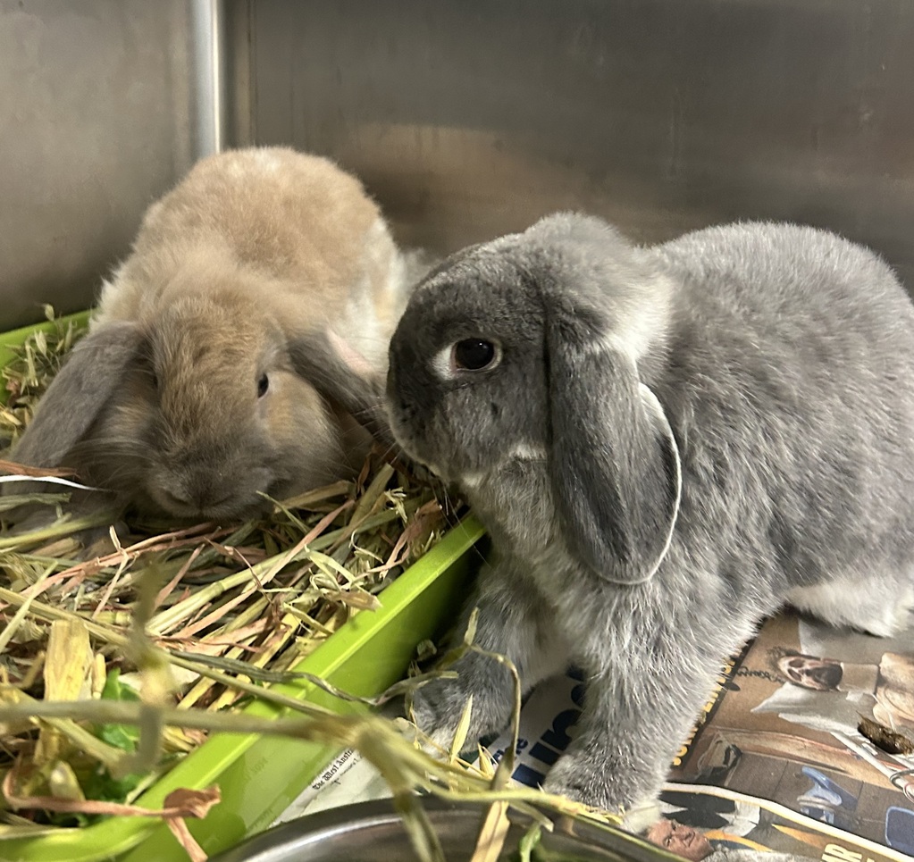 Billy - Male Mini Lop Rabbit in WA - PetRescue