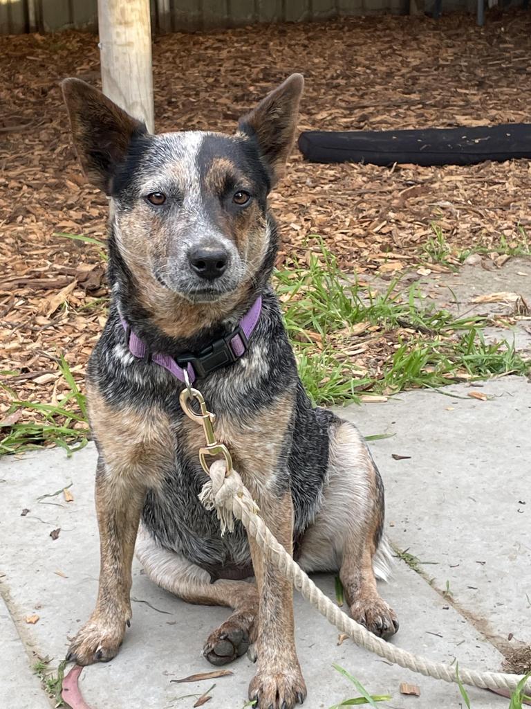 Ditto - Medium Female Mixed Breed Dog in NSW - PetRescue