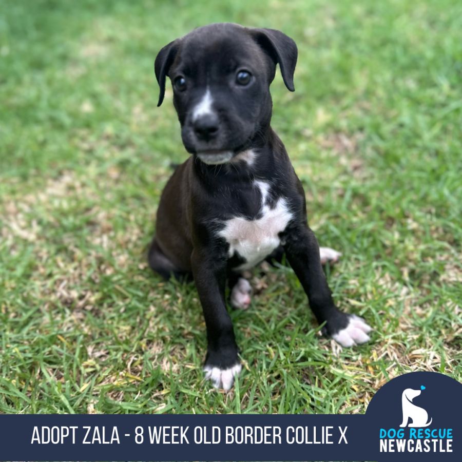 Zala - 8 Week Old Border Collie X (Trial) - Medium Female Border Collie ...