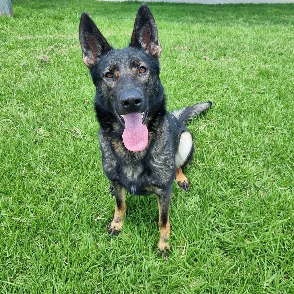 Sasha - Medium Female German Shepherd Mix Dog in VIC - PetRescue