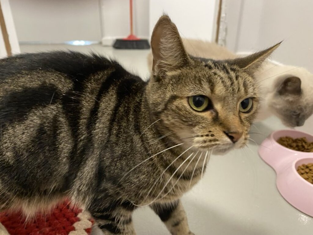 RSPCA Rockhampton World for Pets PetRescue