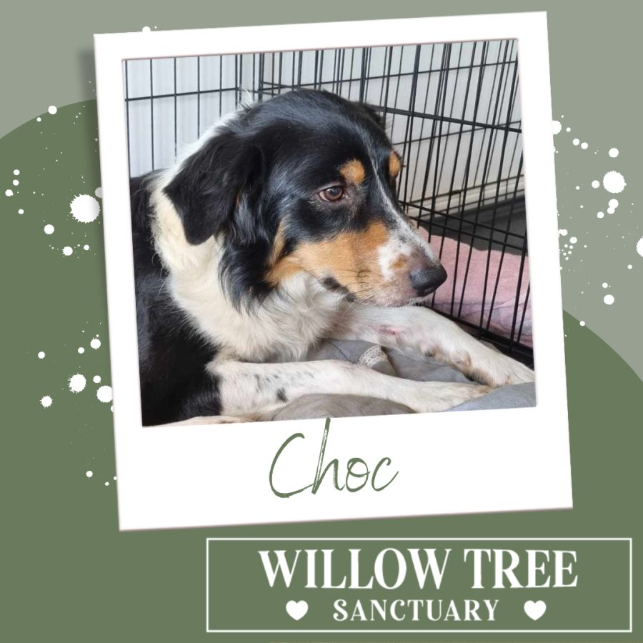Choc dog hot sale