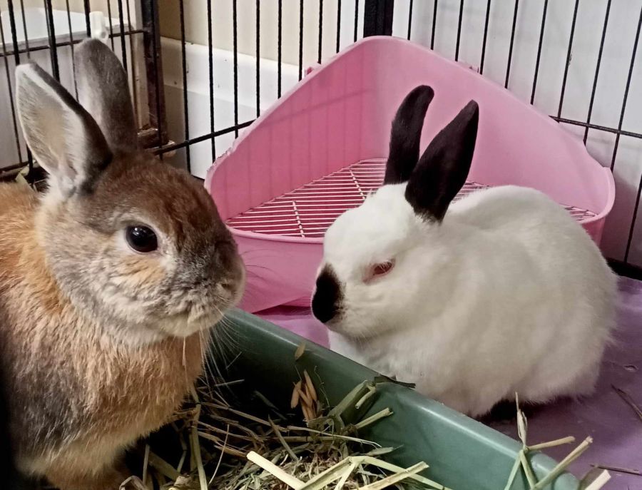 Bamboo & Tilly (VIBs) - Male Bunny Rabbit in VIC - PetRescue