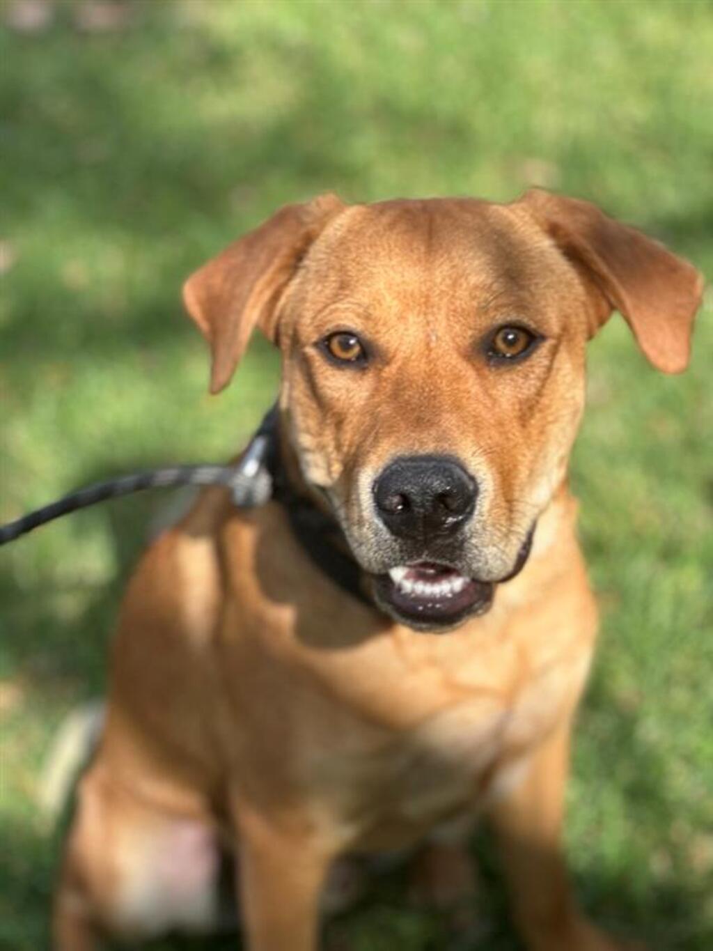 Blake Medium Male Labrador x Bull Mastiff Mix Dog in VIC PetRescue