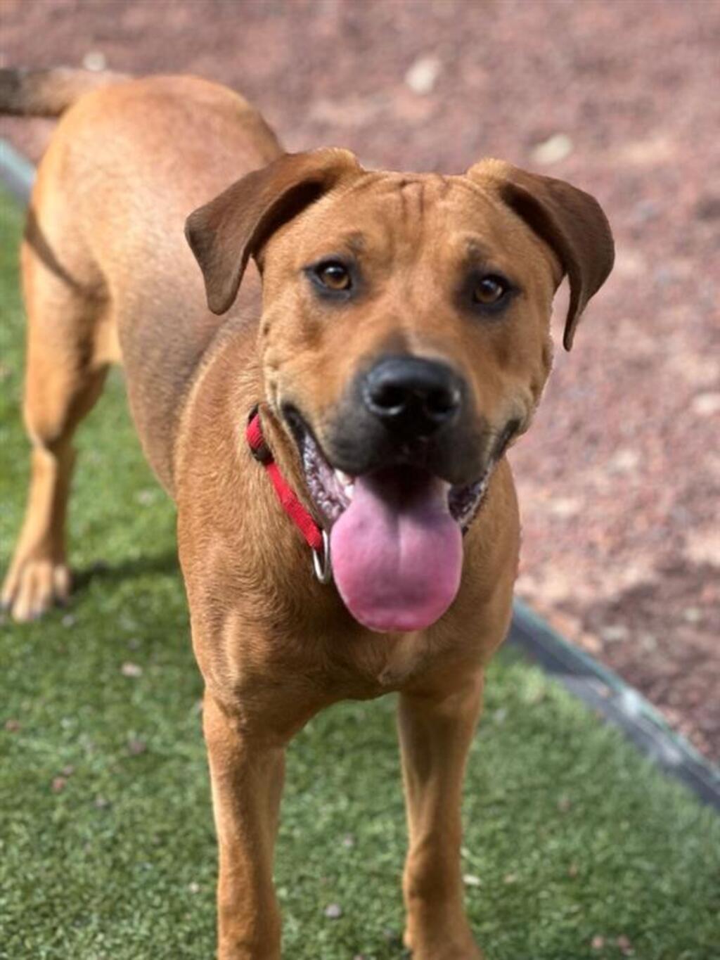 Rex Medium Male Labrador x Bull Mastiff Mix Dog in VIC PetRescue