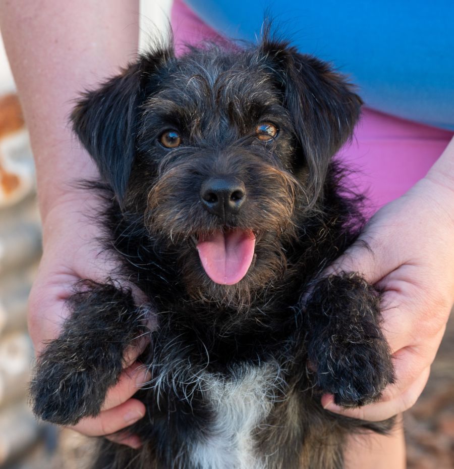 Doodleman Pinscher Mini Pinscher Toy Poodle Mix Miniature Pinscher-Miniature  Poodle Mix Puppy, image size:900x929