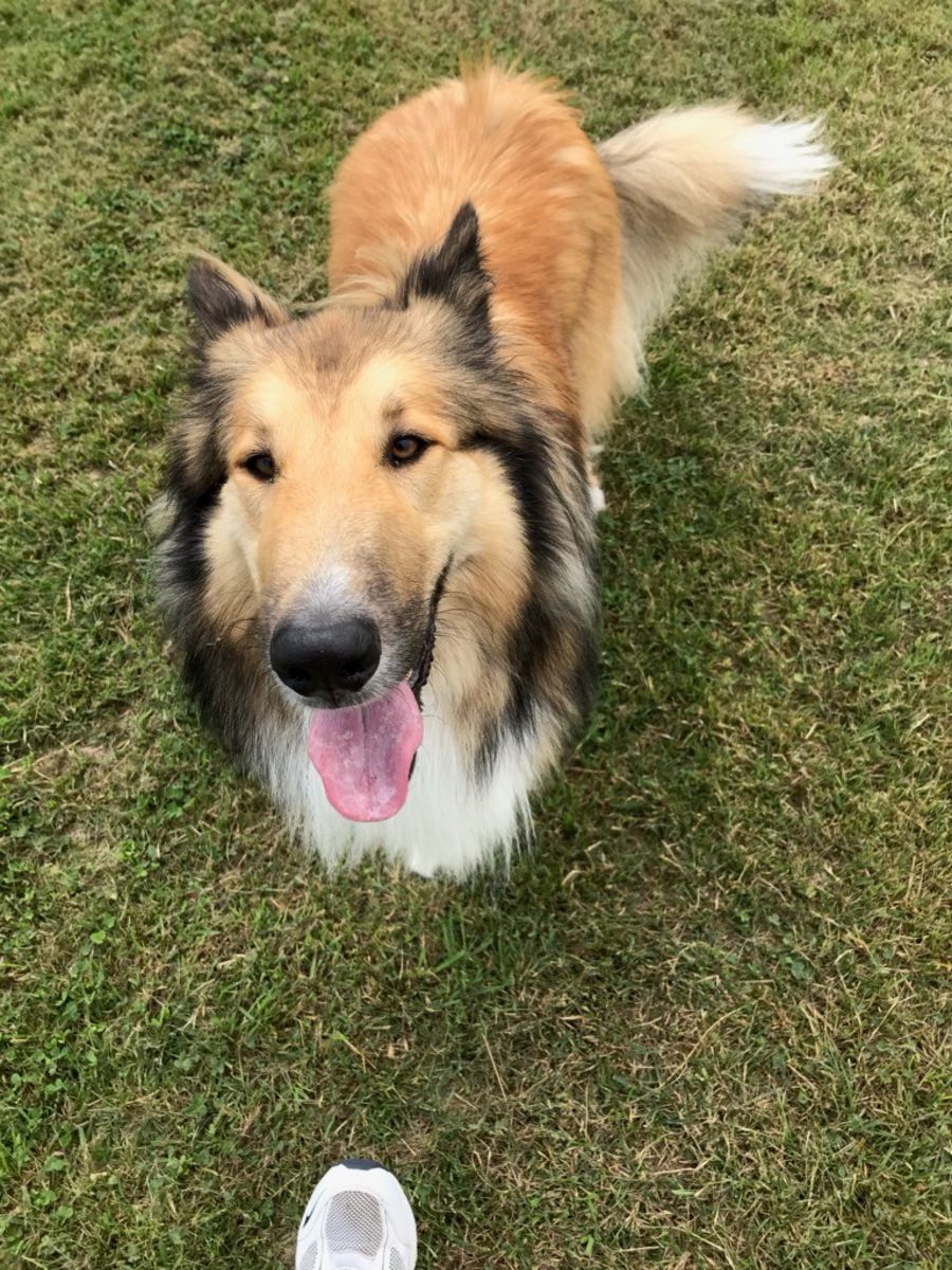 Victorian Collie Rescue PetRescue