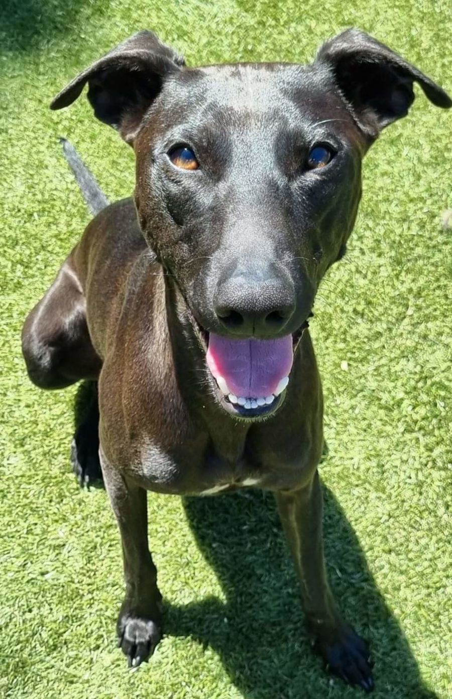 Mornington Peninsula Dog Rescue Incorporated PetRescue