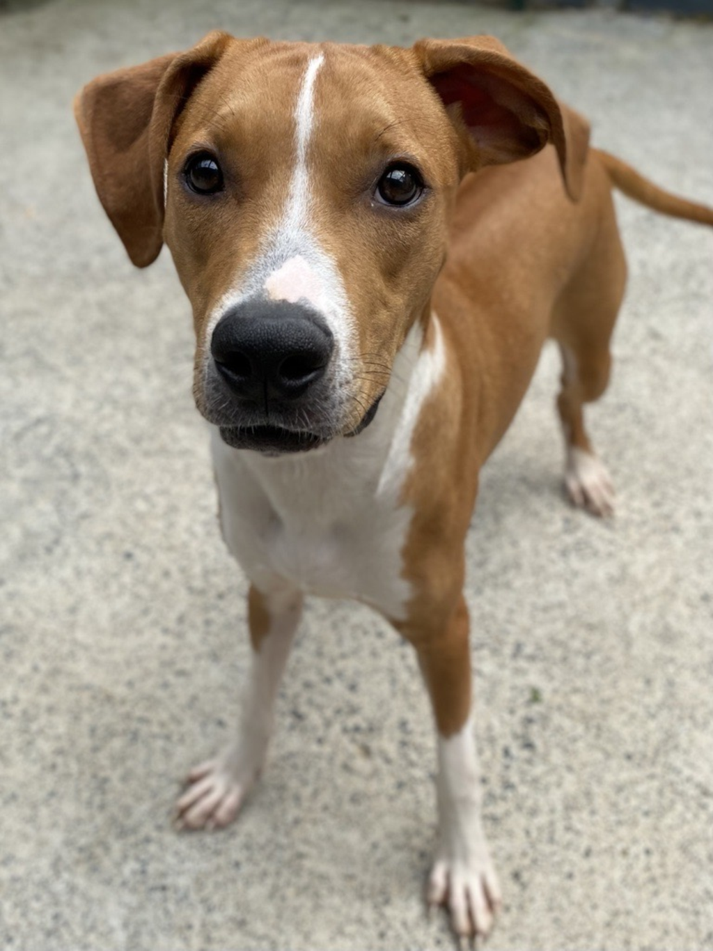 Koda Medium Male Rhodesian Ridgeback x Staffordshire Bull Terrier Mix Dog in VIC PetRescue