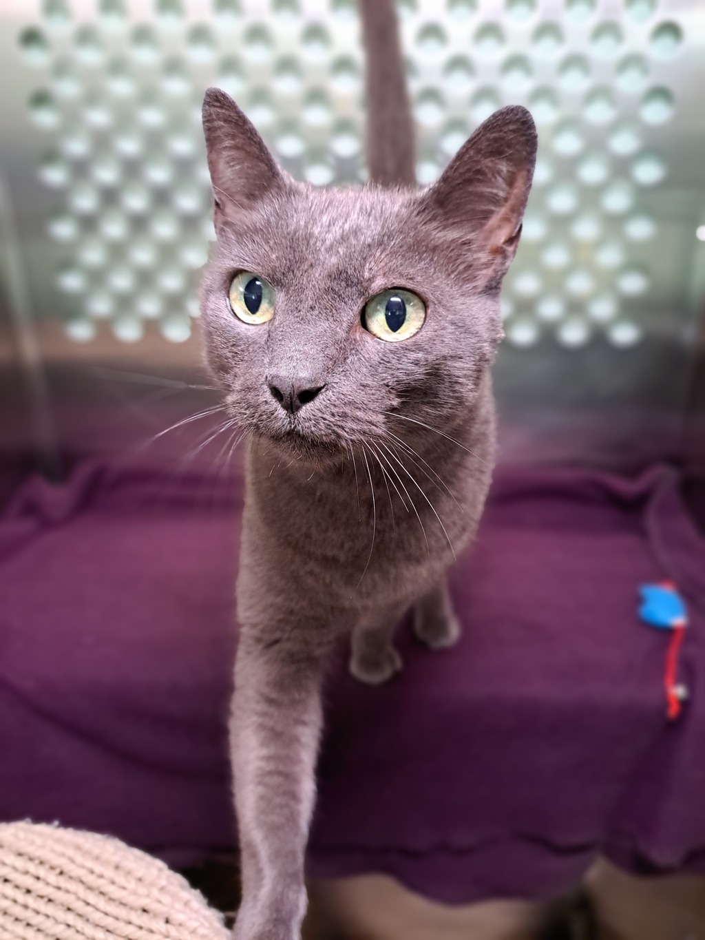 Max - Male Domestic Short Hair Cat in ACT - PetRescue