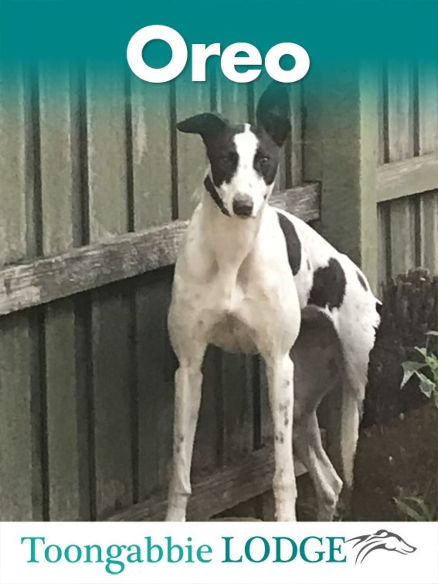 Toongabbie Lodge PetRescue