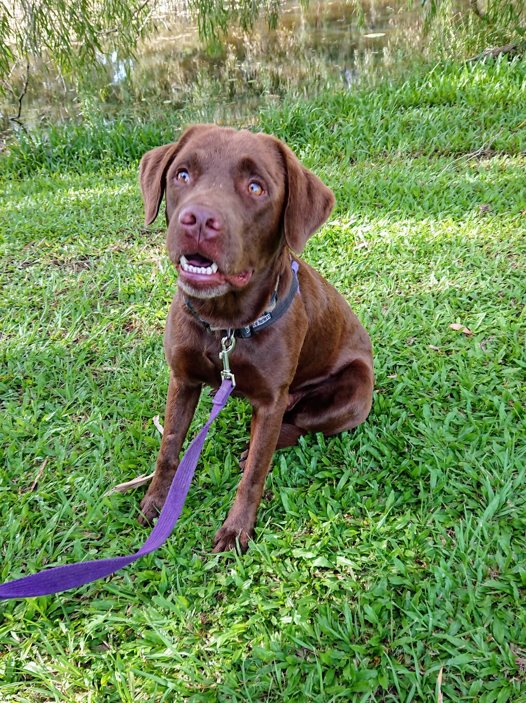 Nugget - Medium Male Labrador Retriever Mix Dog in QLD - PetRescue
