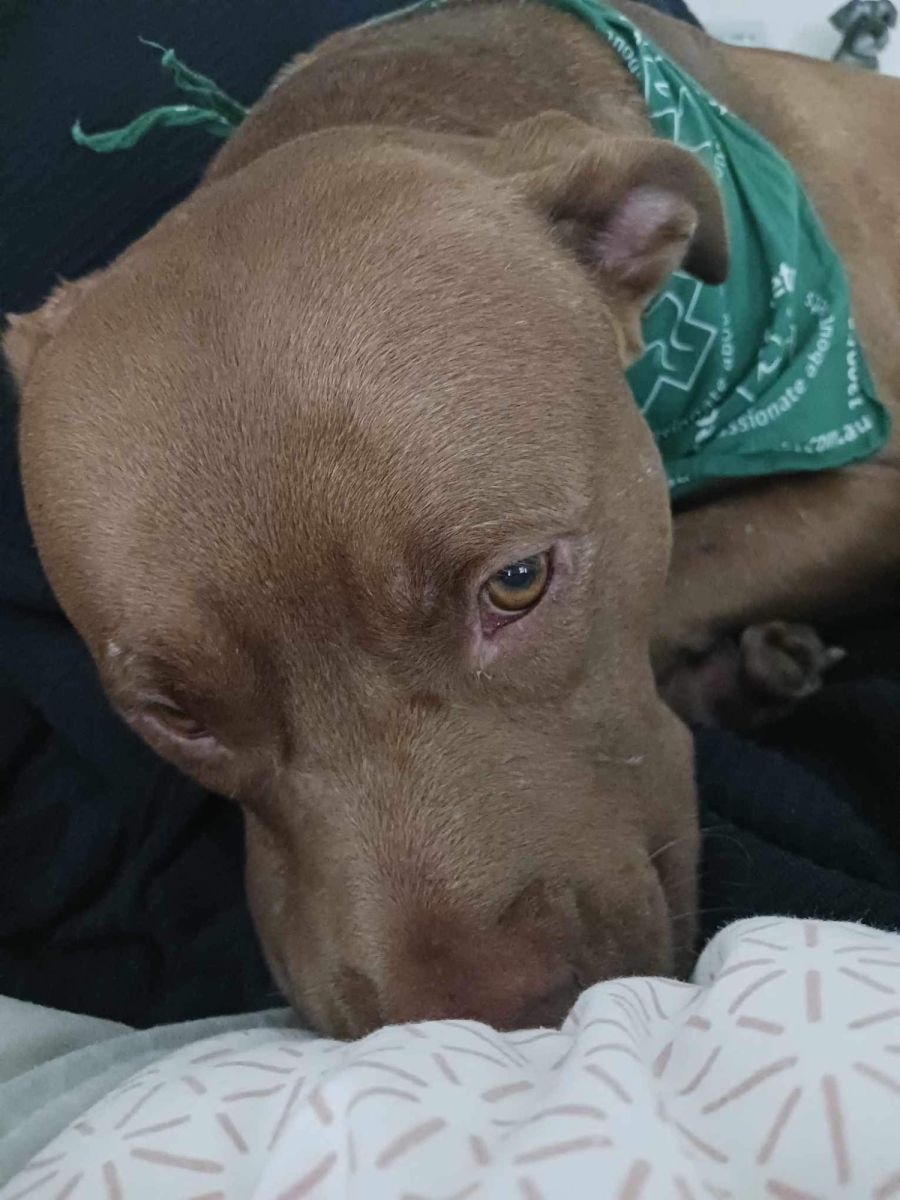 Tails of the Inc. PetRescue