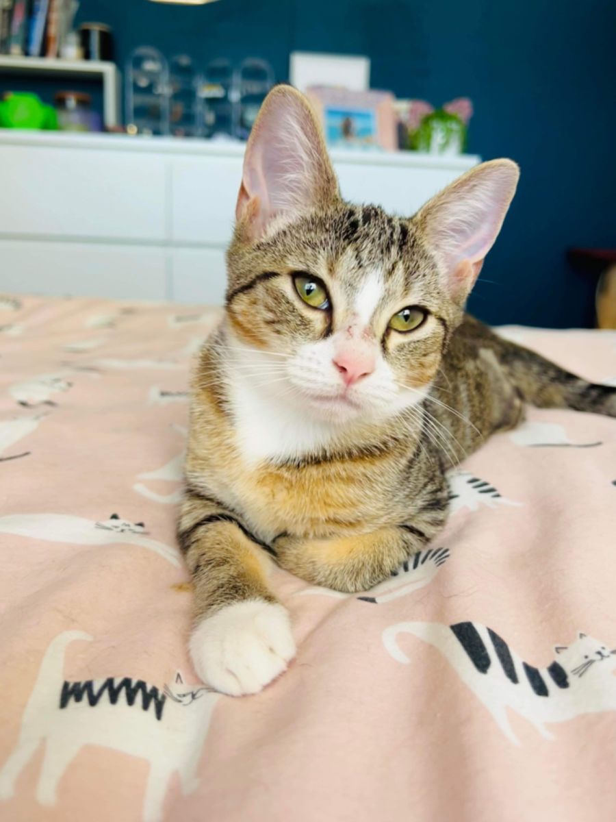 Happy tails cheap cat rescue