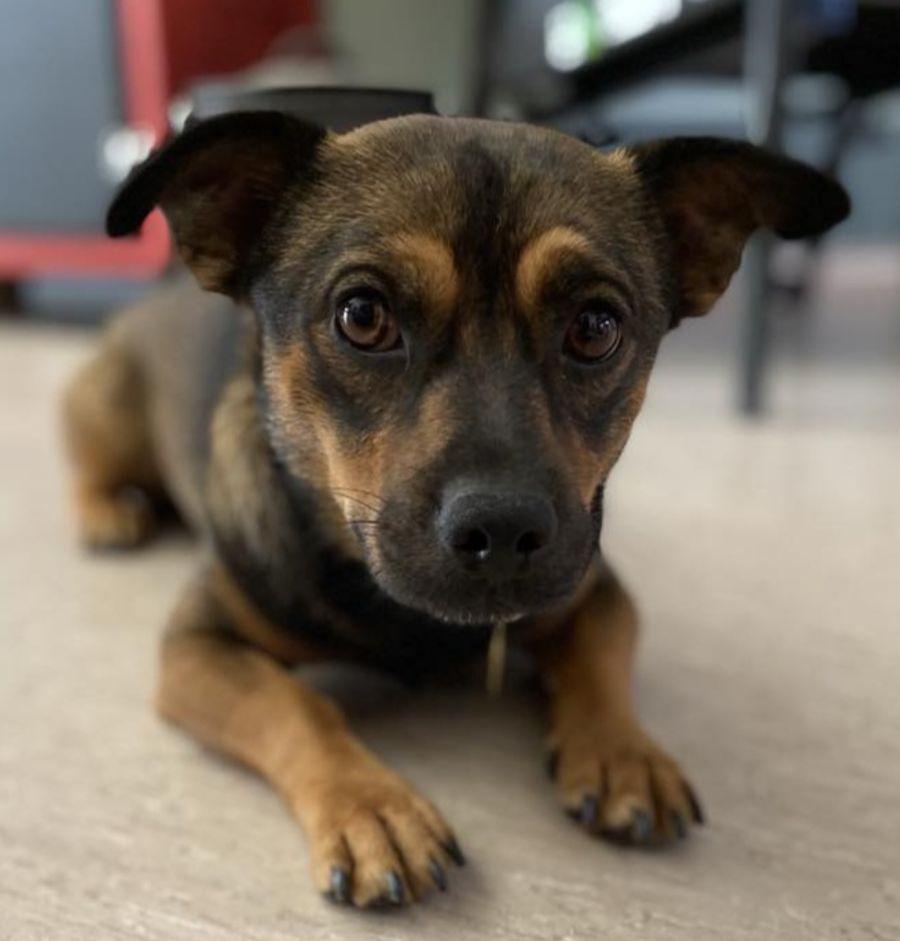 Zorro - Small Male Jack Russell Terrier Mix Dog in VIC - PetRescue