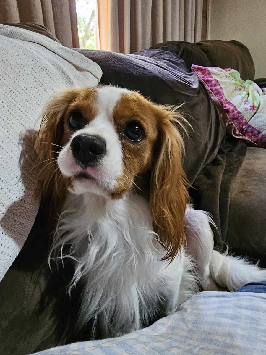 cavalier king charles spaniel rescue mn