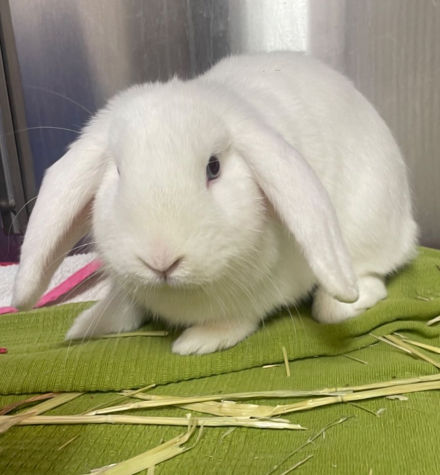 Mistletoe - Female Lop Eared Rabbit in VIC - PetRescue