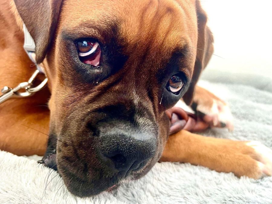 Boxers available cheap for adoption