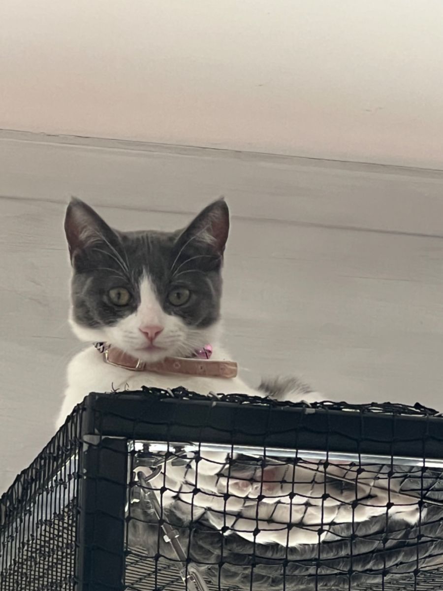 Luna Meet me Petstock Mornington Central Female Domestic Short Hair Cat in VIC PetRescue